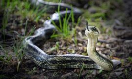 Serpent In The Garden 2
