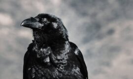 BEWARE OF FALSE PROPHETS