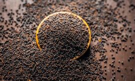 FAITH LIKE A GRAIN OF MUSTARD SEED 2