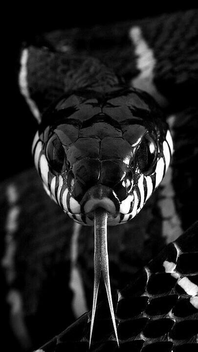 Read more about the article NATURE OF THE SERPENT